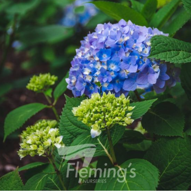 Hydrangea macrophylla Bailmer Endless Summer