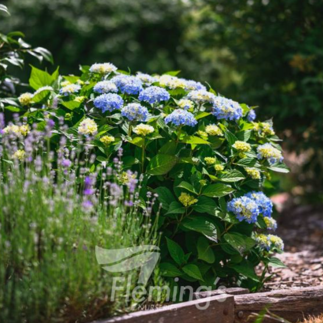 Hydrangea macrophylla Bailmer Endless Summer