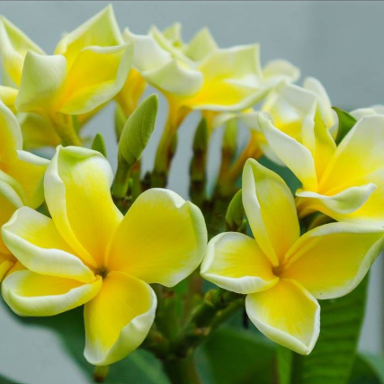 Plumeria rubra Bali Palace