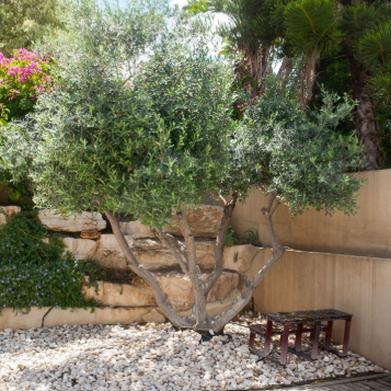 Olea europaea Bambalina