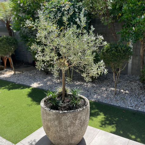 Olea europaea Bambalina