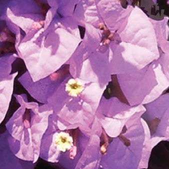 Bougainvillea Bambino™ ‘Bluey’