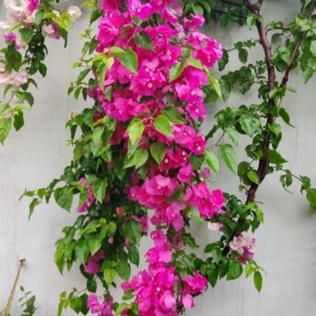 Bougainvillea Bambino™ Jazzi