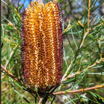 Banksia spinulosa Black Magic