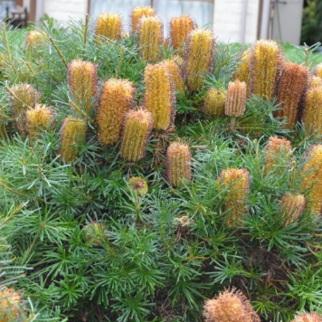 Banksia spinulosa Black Magic