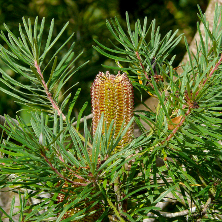 Banksia spinulosa Collina