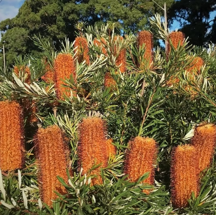 Banksia spinulosa Collina