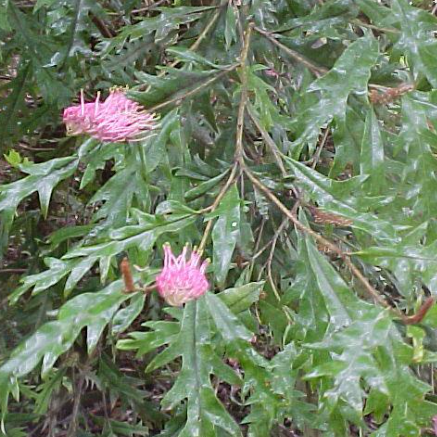Grevillea barklyana