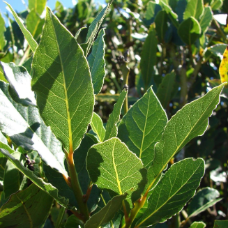 Laurus nobilis Bay Leaf