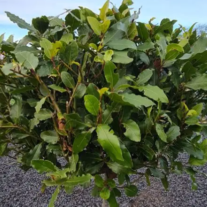 Laurus nobilis Bay Leaf