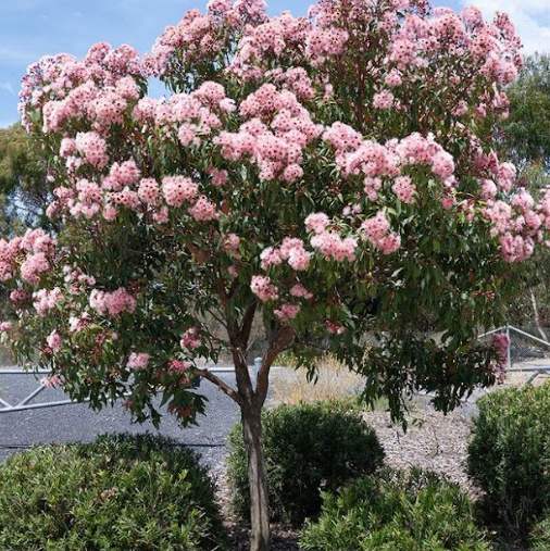 Corymbia Summer Beauty PBR