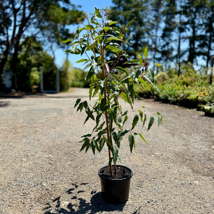 Corymbia Summer Beauty PBR