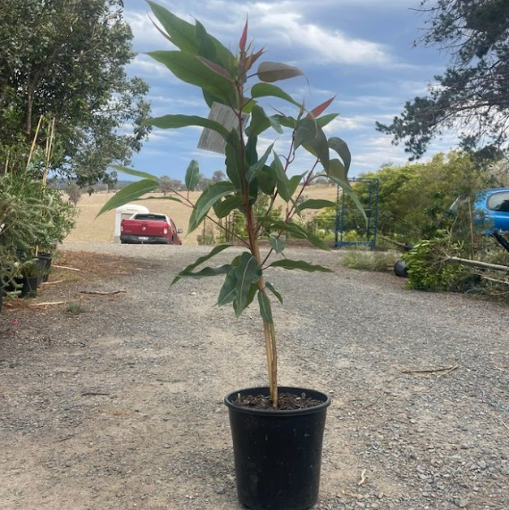 Corymbia ficifolia Summer Beauty Grafted