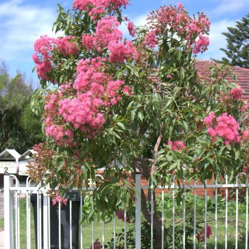 Corymbia ficifolia Summer Beauty Grafted