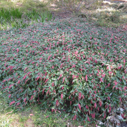 Grevillea Bedspread