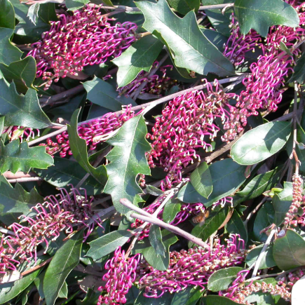 Grevillea Bedspread
