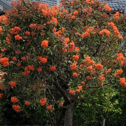 Corymbia ficifolia Beeliar Orange