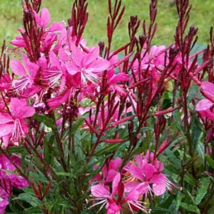Gaura lindheimeri Belleza Pink