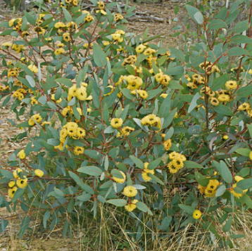 Eucalyptus preissiana Bell Fruited Mallee