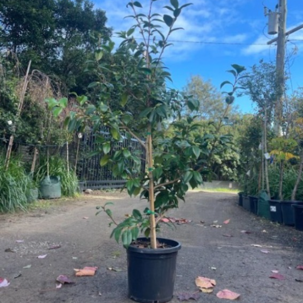 Camellia japonica Betty Ridley