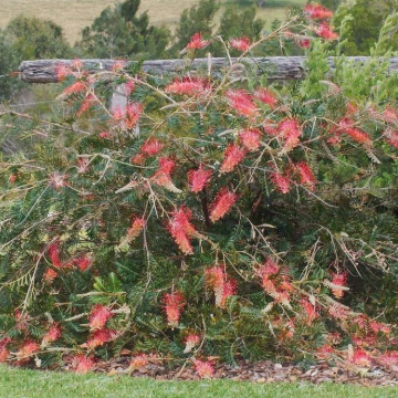 Grevillea x banksii Big Foot