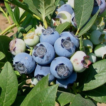 Vaccinium corymbosum Biloxi Blueberry