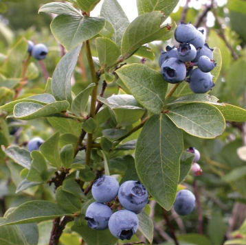 Vaccinium corymbosum Biloxi Blueberry