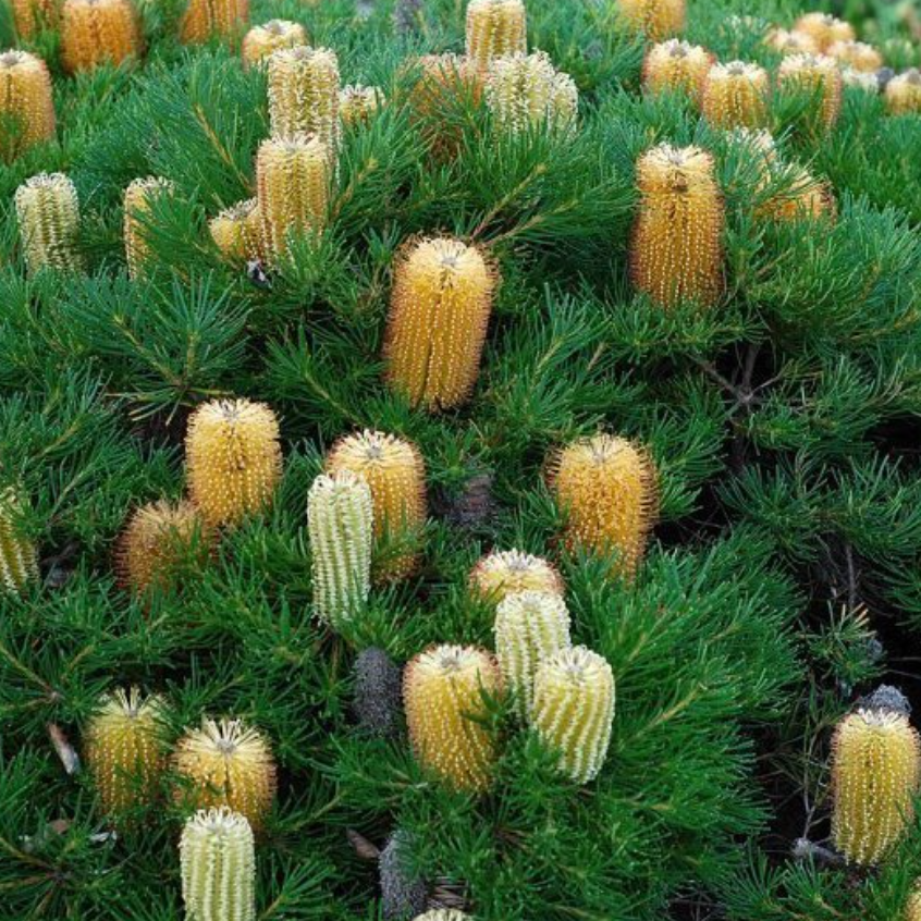 Banksia spinulosa Birthday Candles PBR