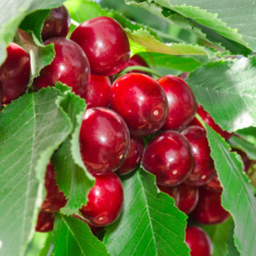 Trixzie® Black Cherree® Miniature Cherry