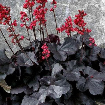 Heuchera Black Forest Cake