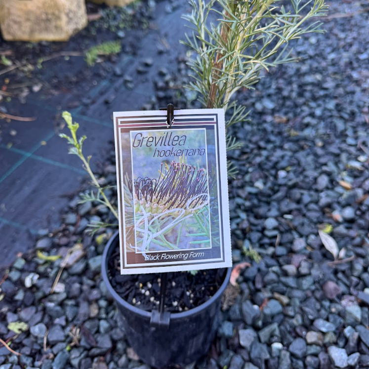 Grevillea hookeriana Black Flowering Form