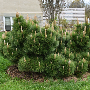 Pinus thunbergii Japanese Black Pine