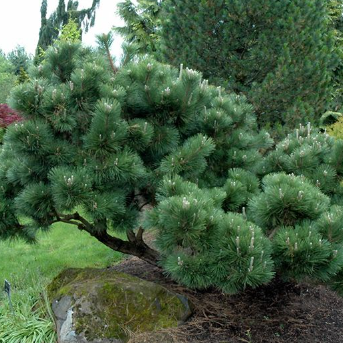 Pinus thunbergii Japanese Black Pine