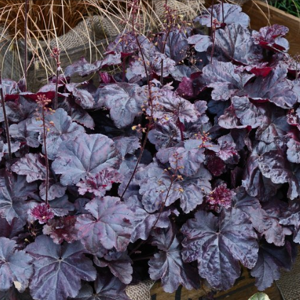 Heuchera hybrida Black Taffeta