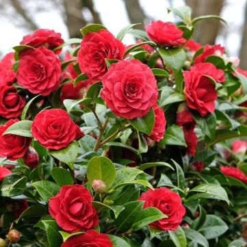 Camellia japonica Black Tie