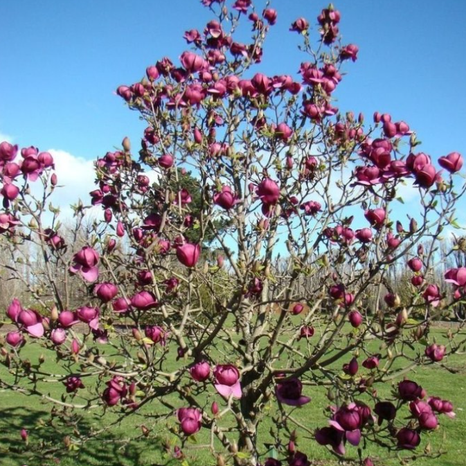 Magnolia x soulangeana Black Tulip ™