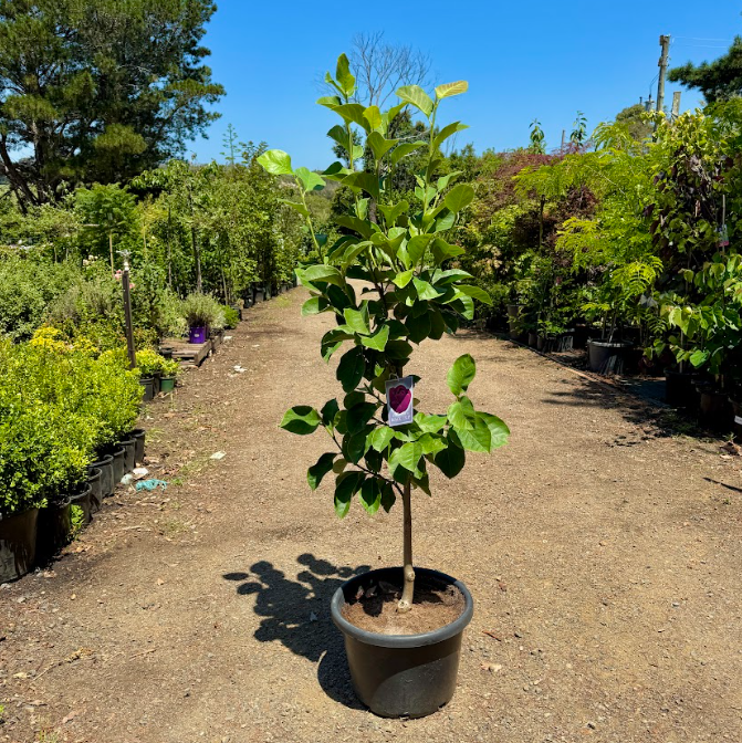 Magnolia x soulangeana Black Tulip ™