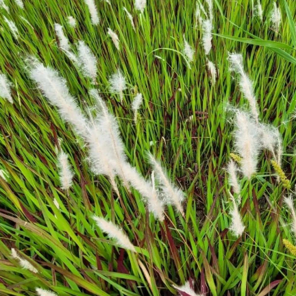 Imperata cylindrica Blady Grass