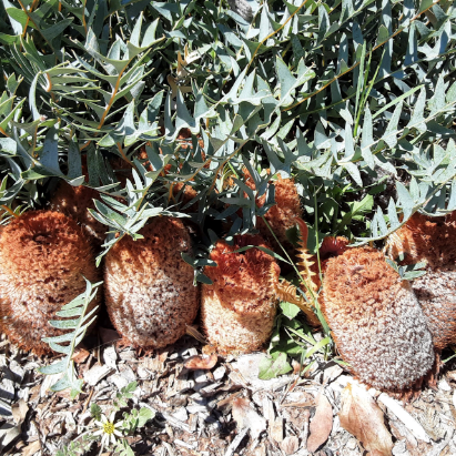 Banksia blechnifolia