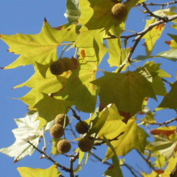 Platanus x acerifolia Bloodgood