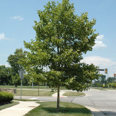 Platanus x acerifolia Bloodgood