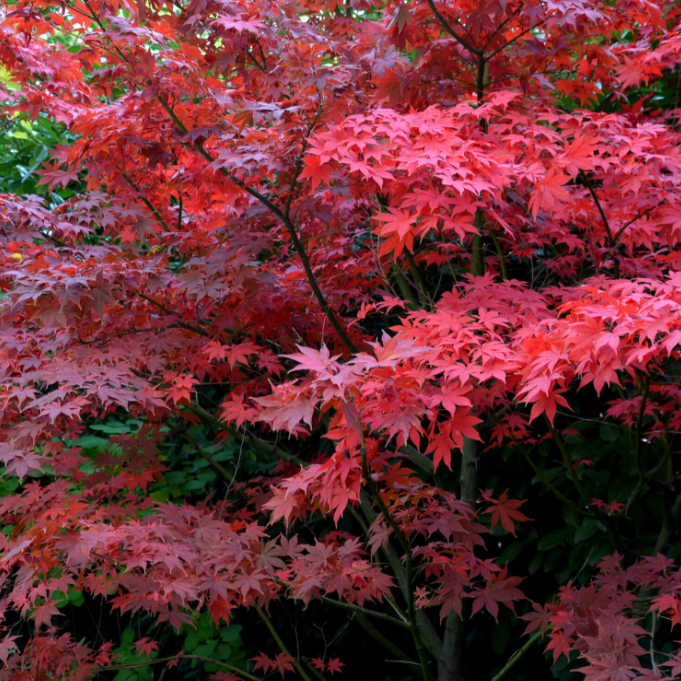 Acer palmatum Bloodgood