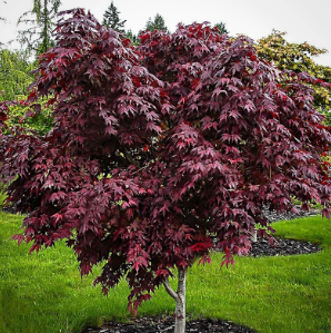 Acer palmatum Bloodgood