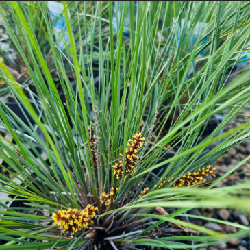 Lomandra confertifolia rubiginosa Blooming Blue