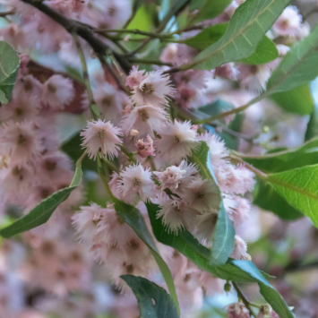 Elaeocarpus reticulatus Blueberry Ash