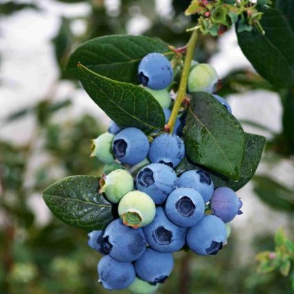 Vaccinium corymbosum Blueberry Burst