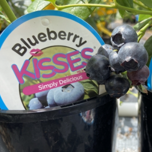 Vaccinium corymbosum Blueberry Kisses