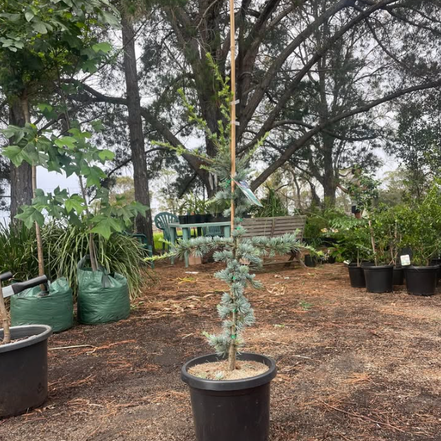 Cedrus atlantica Blue Atlas Cedar
