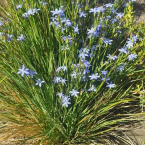 Orthrosanthus multiflorus Blue Hue