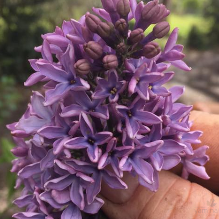 Syringa x hyacinthaflora Blue Hyacinth